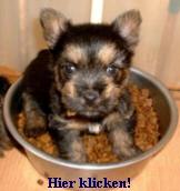 a_Hunde_am_essen-B-Klein02