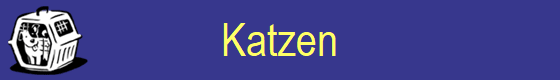 Katzen